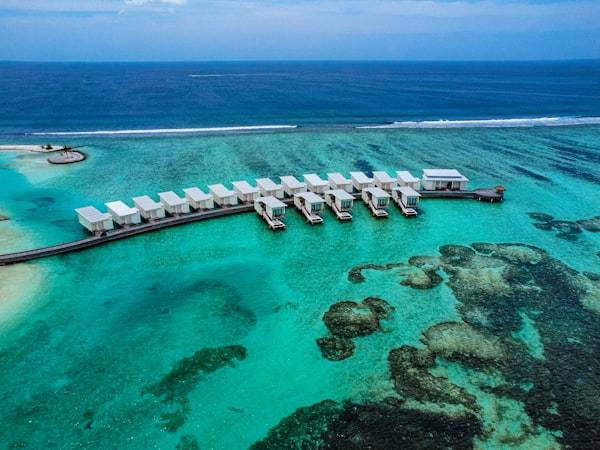 The reef