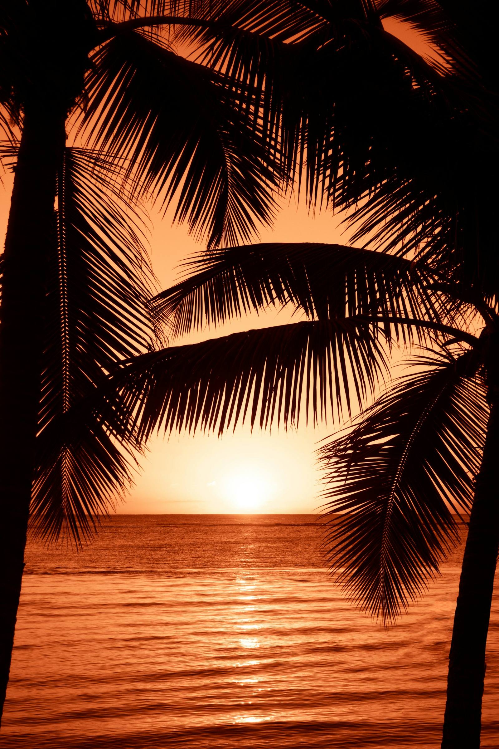 Palms at sunset