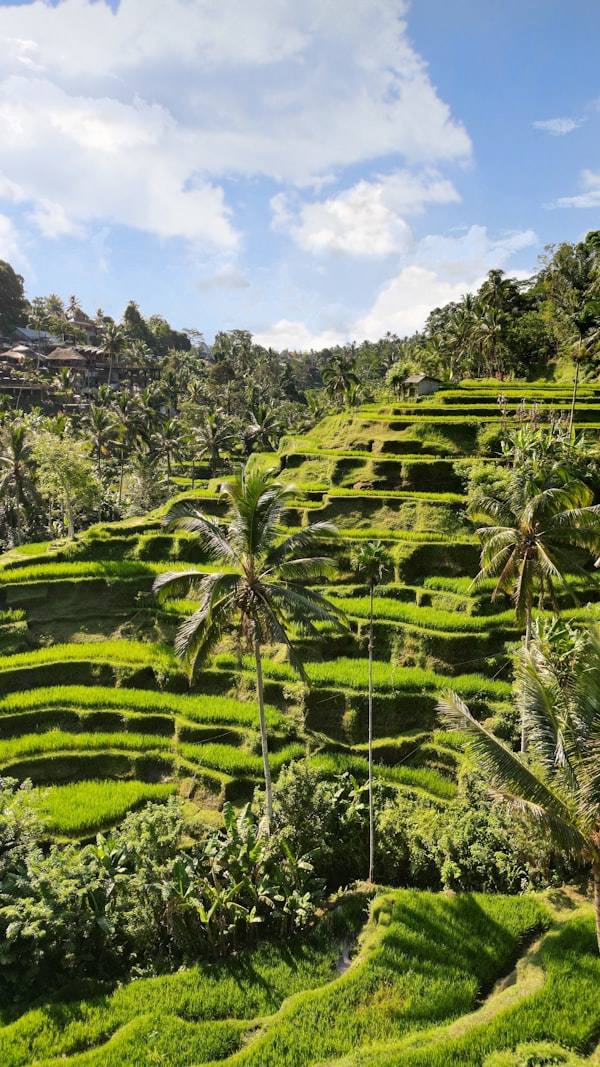 Terraces and temples