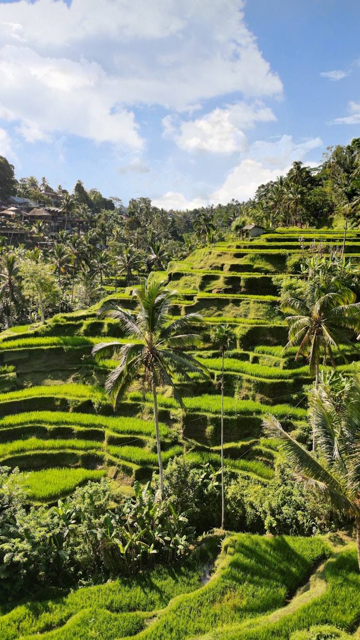 The Tegallalang terraces