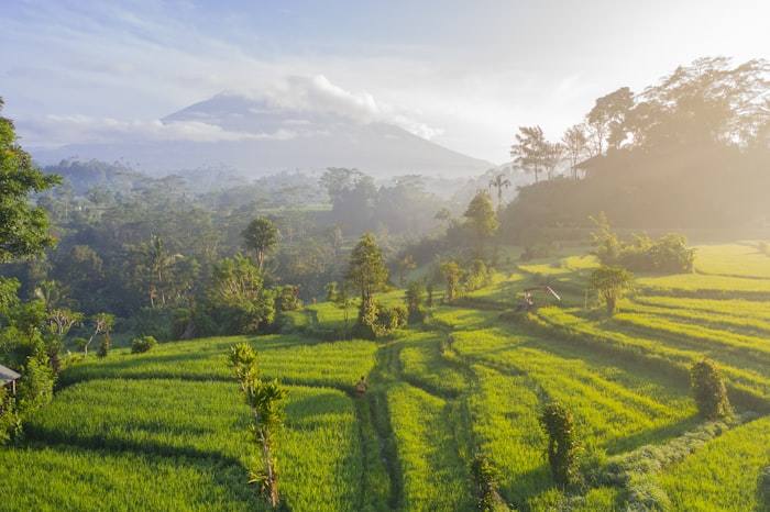 Terraces in the morning mist