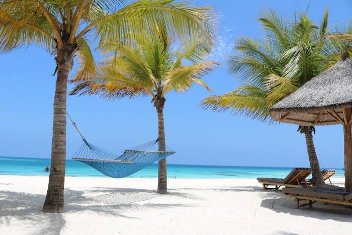A hammock strung between two palms